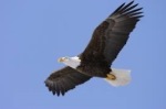 eagle.soaring
