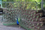 zoo.peacock